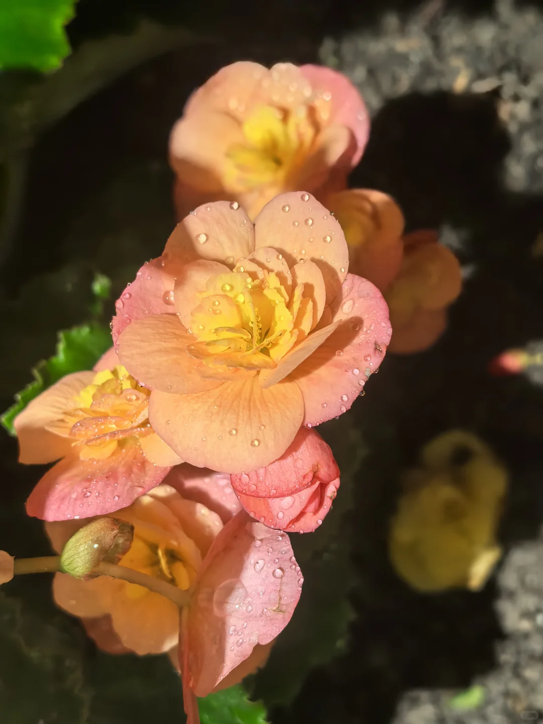 娇艳欲滴🌸🌼🌺