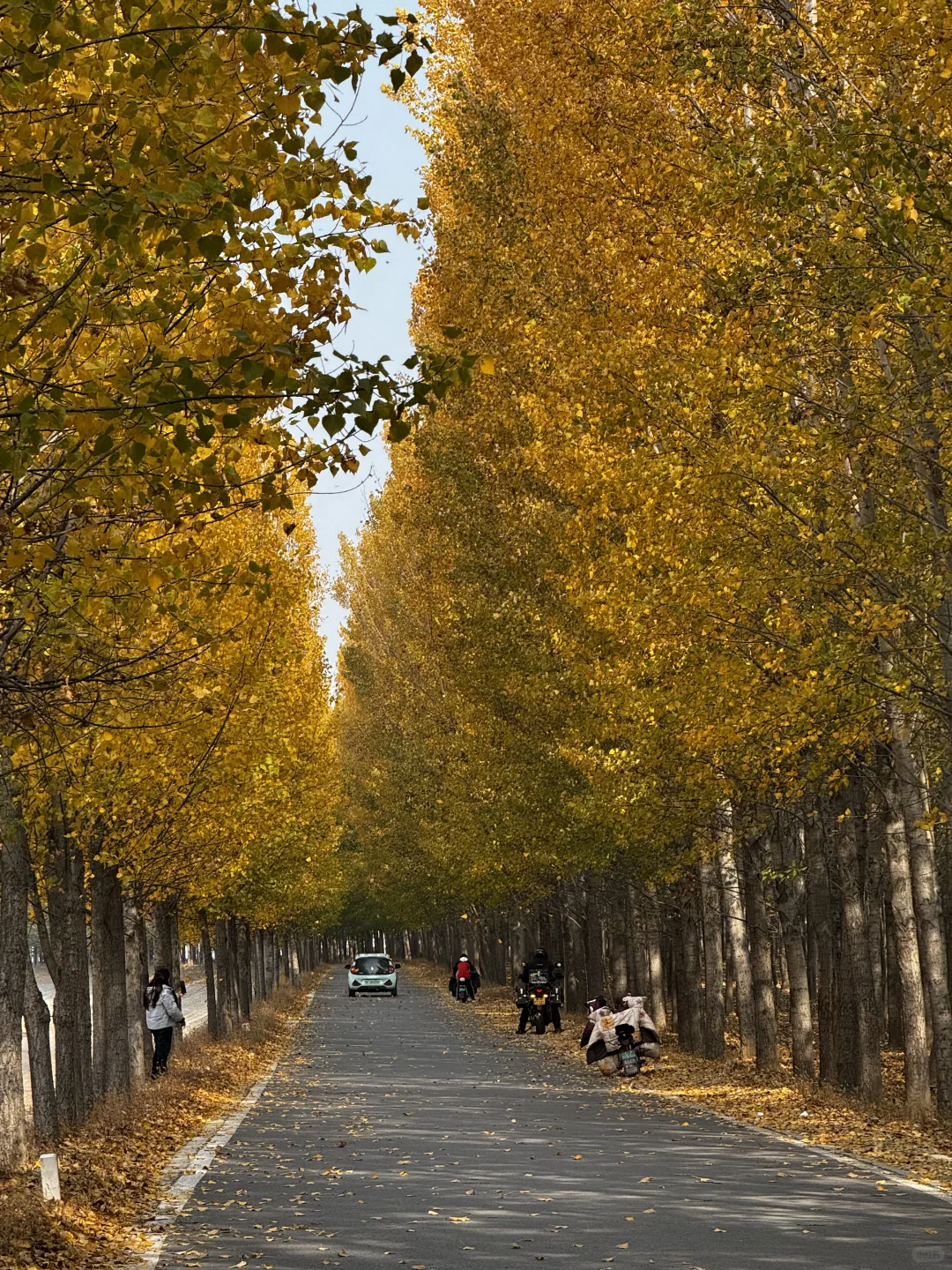 打卡聊城秋天最佳观赏地🍂