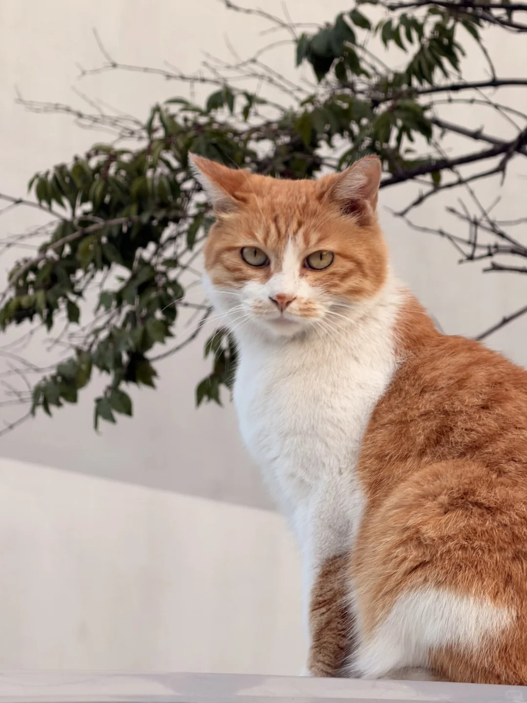 美照征集中！！！