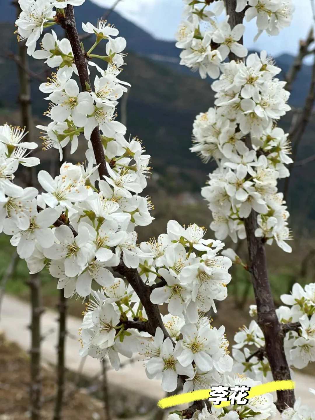 樱、桃、梨、李、杏/5款春季姐妹花