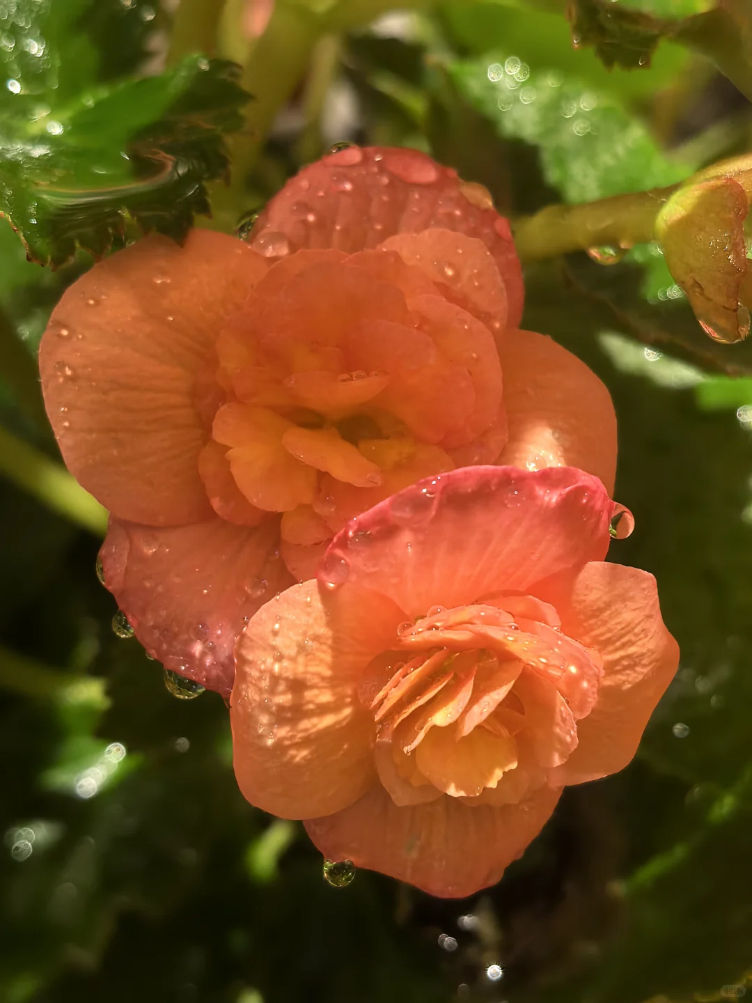 娇艳欲滴🌸🌼🌺