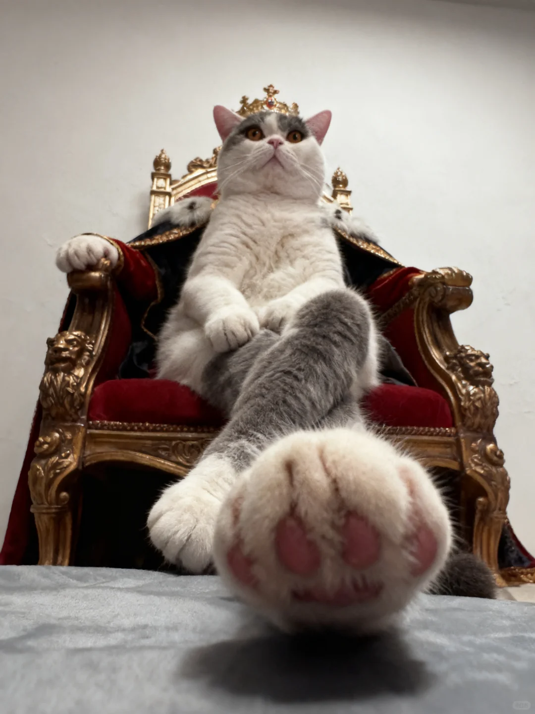 咪也有写真集了