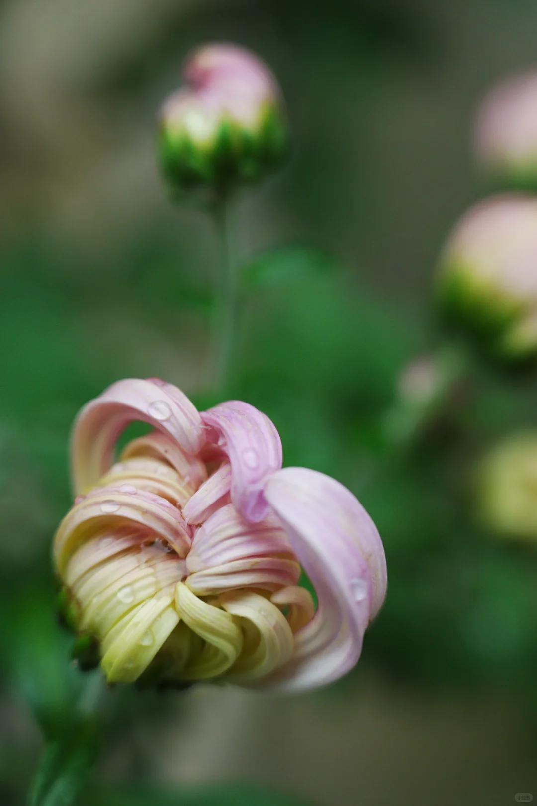 雨，未出门，拍自家的花～