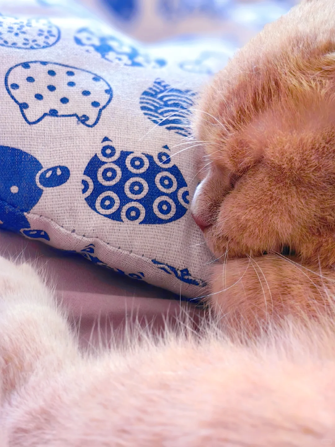 嘘🤫猫猫睡着啦