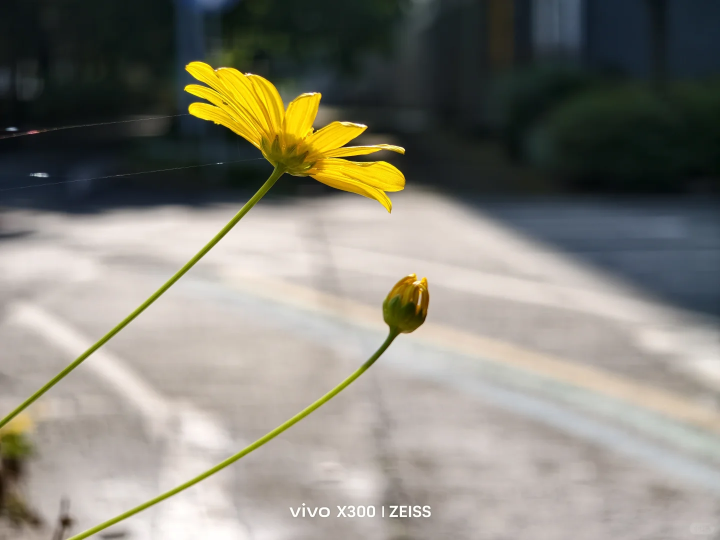 一朵娇艳动人，一朵含苞待放