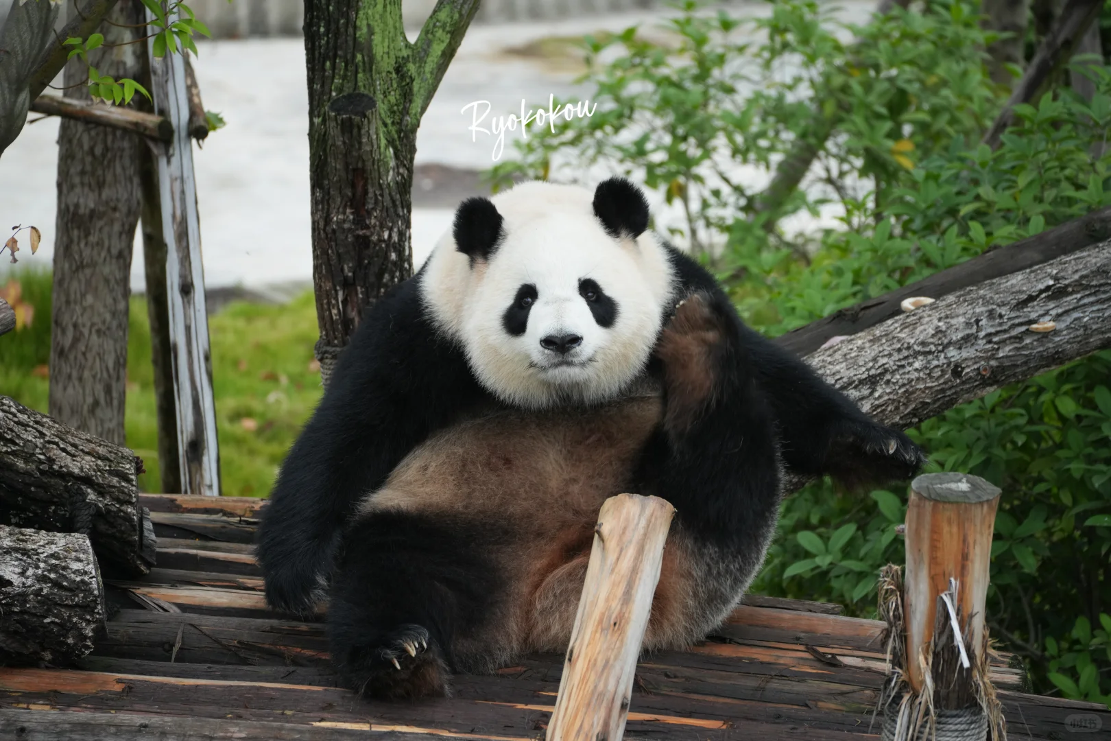 241021 淼淼 你好月巴美☺️