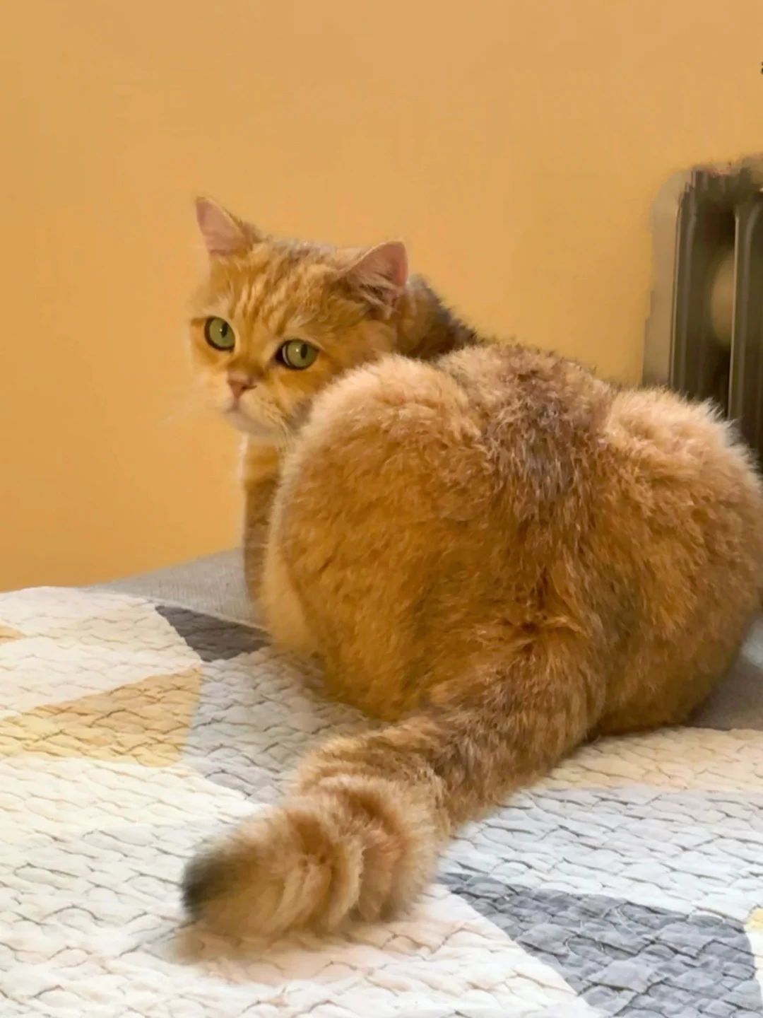 寒舍一英吉利之狸奴，叠名曰肉，名虽寓丰腴，