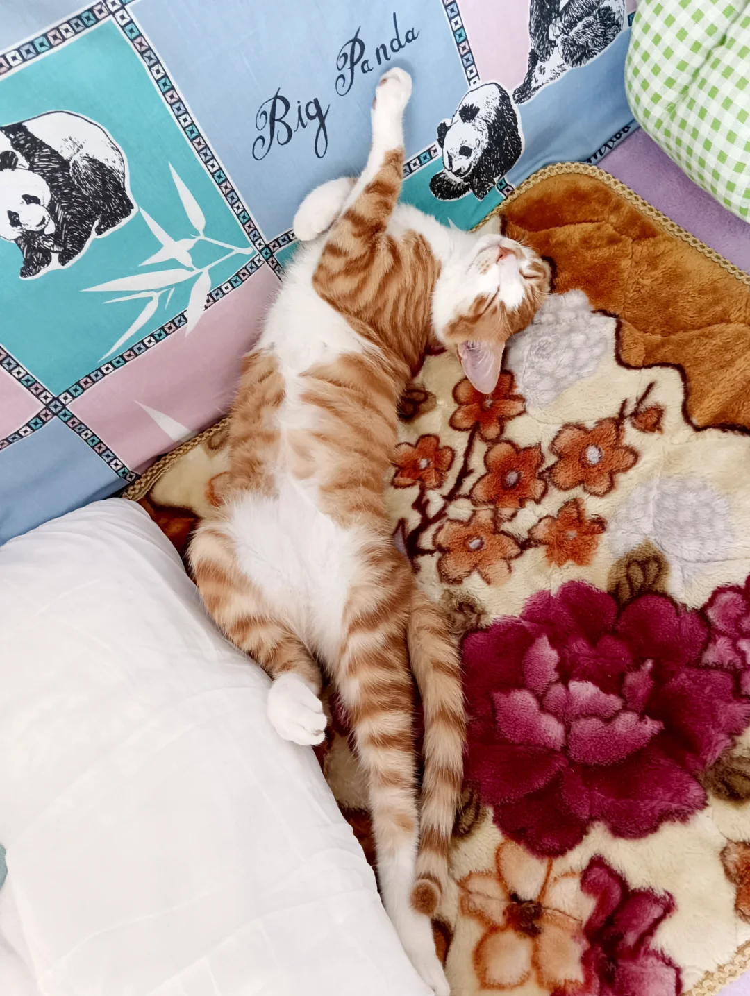 家有小猫，猫猫睡姿超绝！