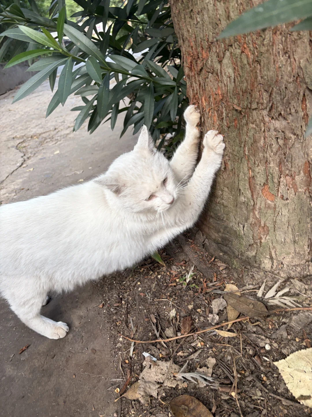 兄弟你好香啊～