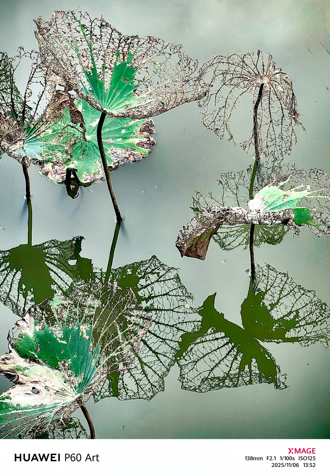 秋日的残荷秋日的残荷虽然没有夏日荷花那