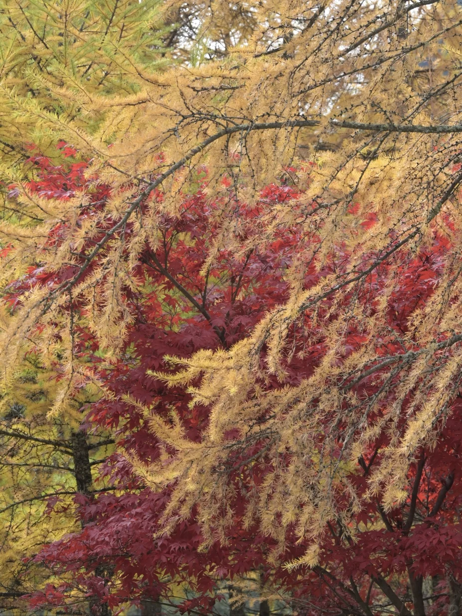 毕棚沟彩林此刻封神🍁沉醉其中无法自拔?