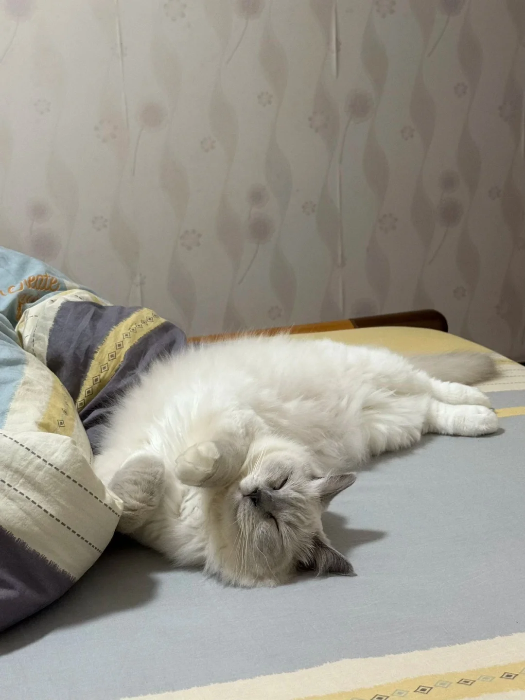 谁家好哈基咪这样睡觉呀！！！