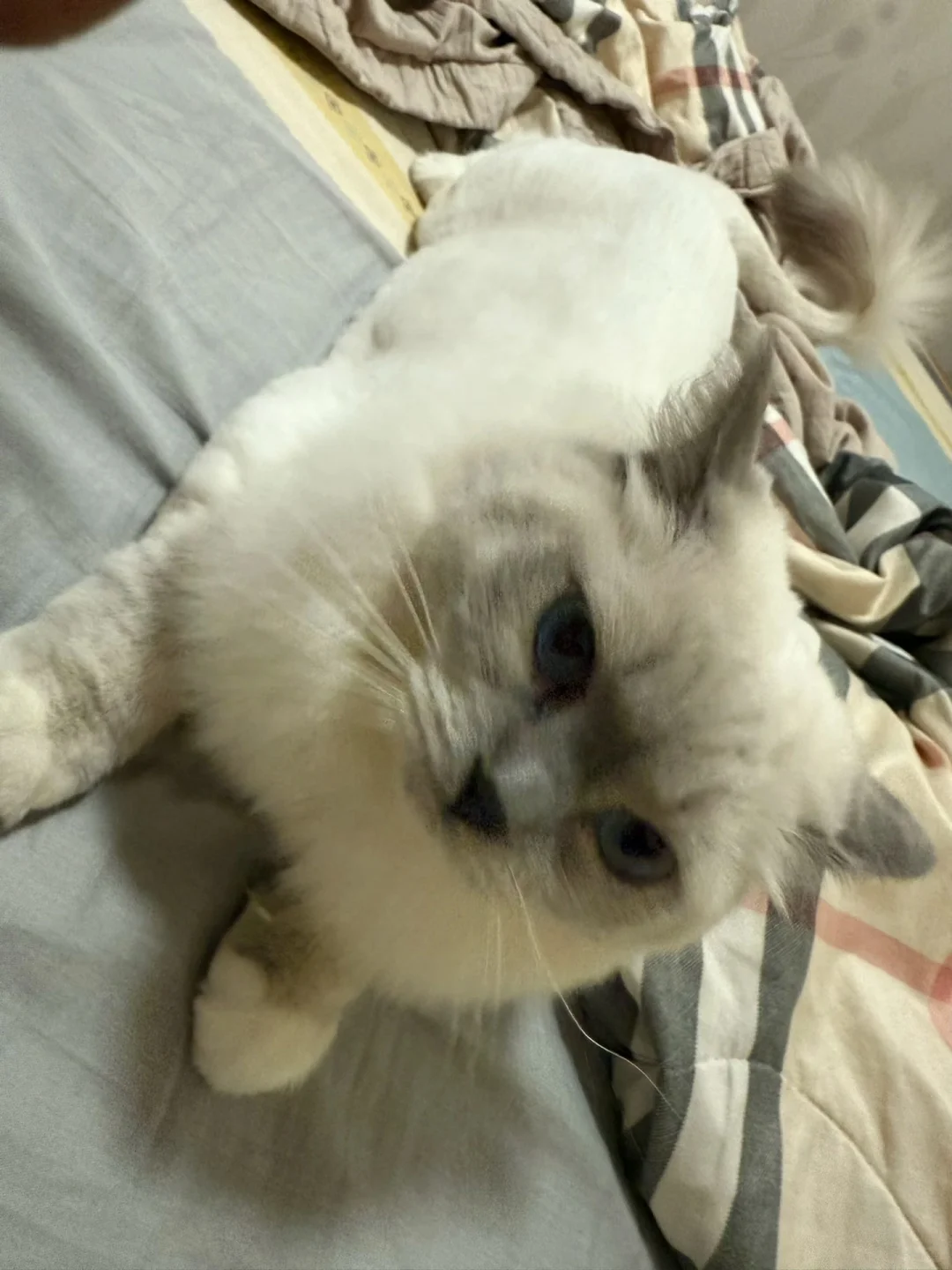 谁家好哈基咪这样睡觉呀！！！