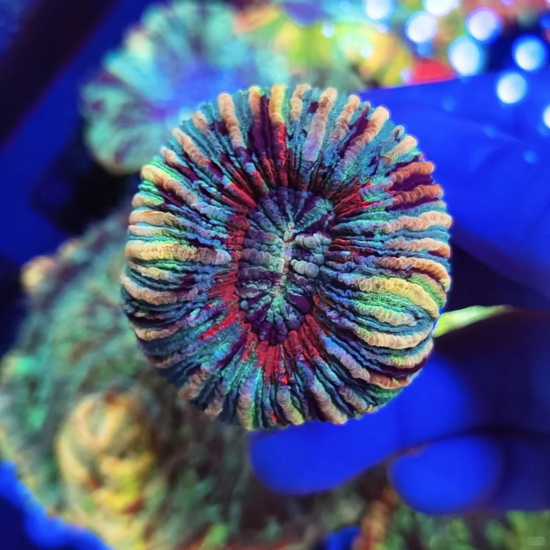 依旧会被这颗八字脑着迷