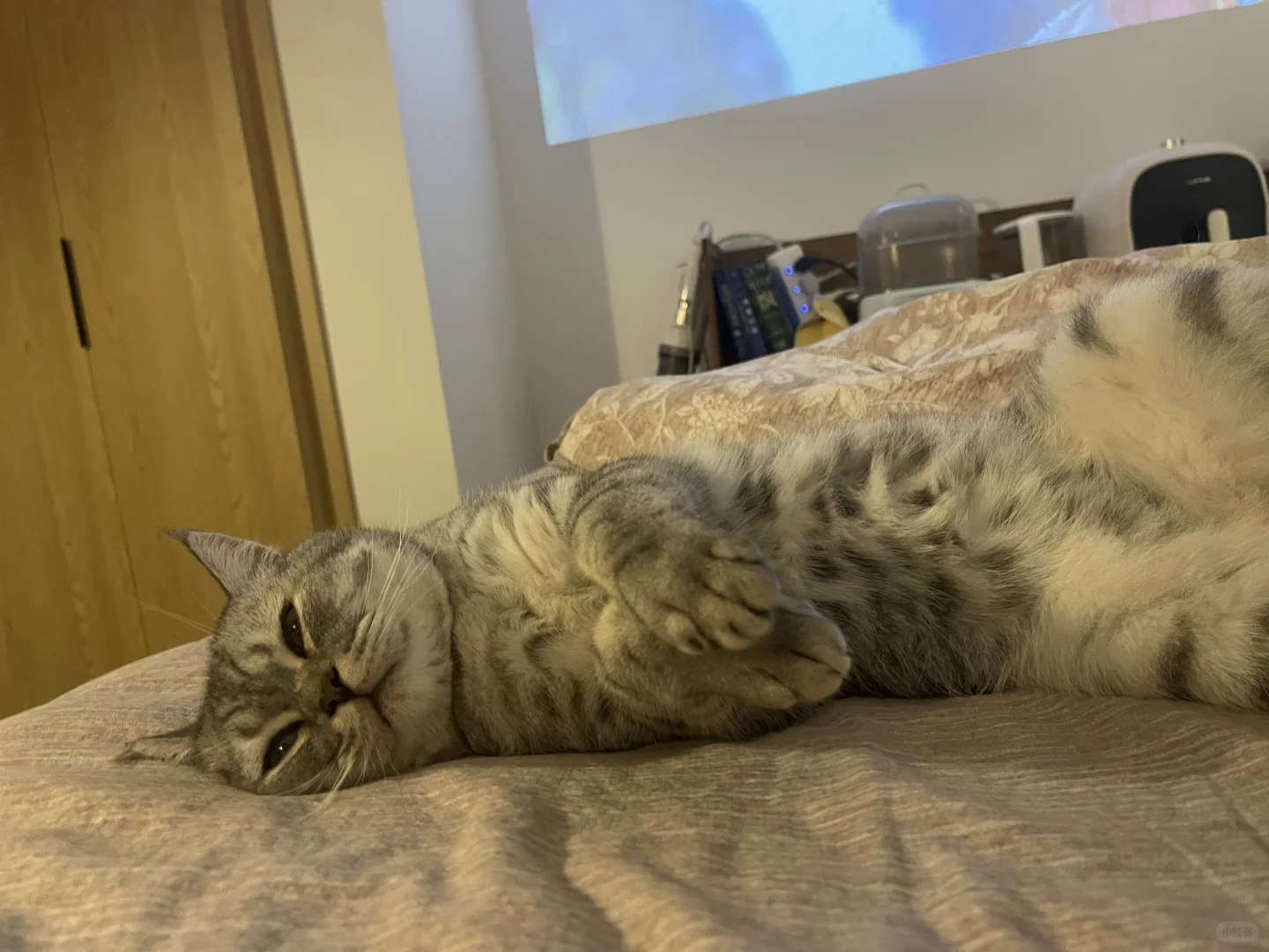 仗着自己可爱，天天睡