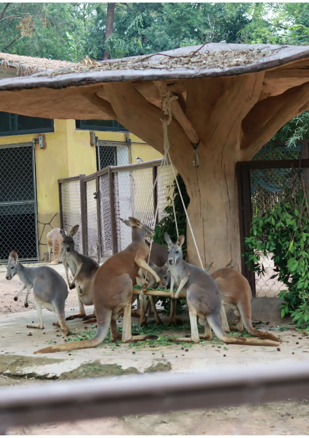 广州动物园里有什么——有点妖娆的袋鼠