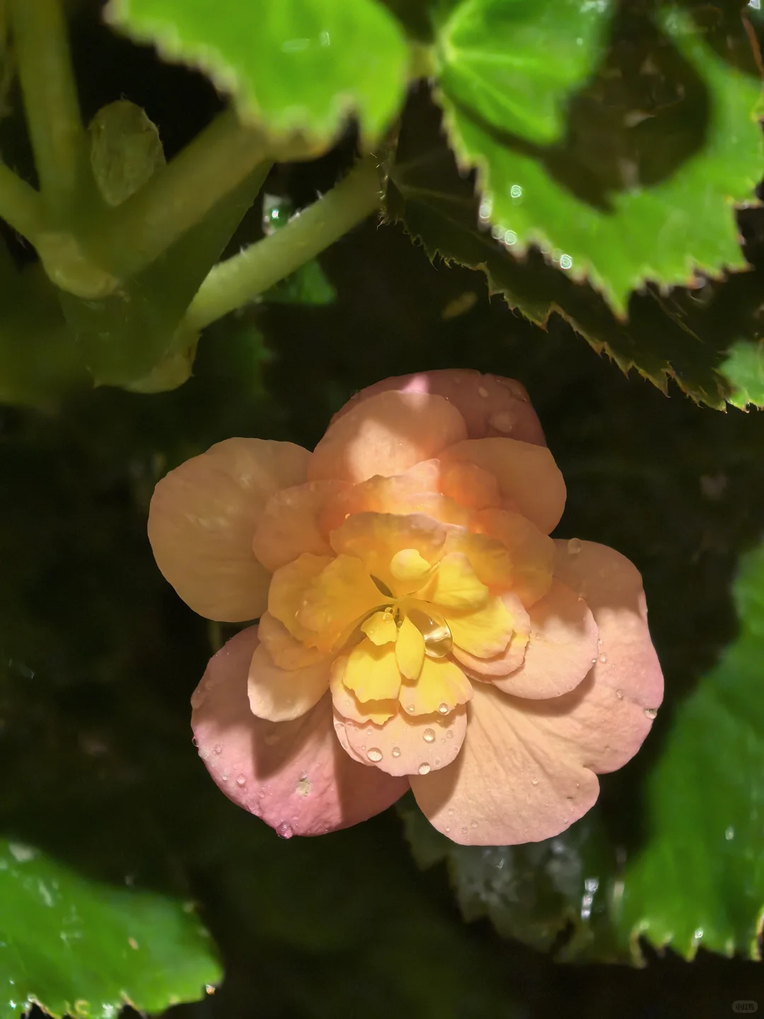 娇艳欲滴🌸🌼🌺