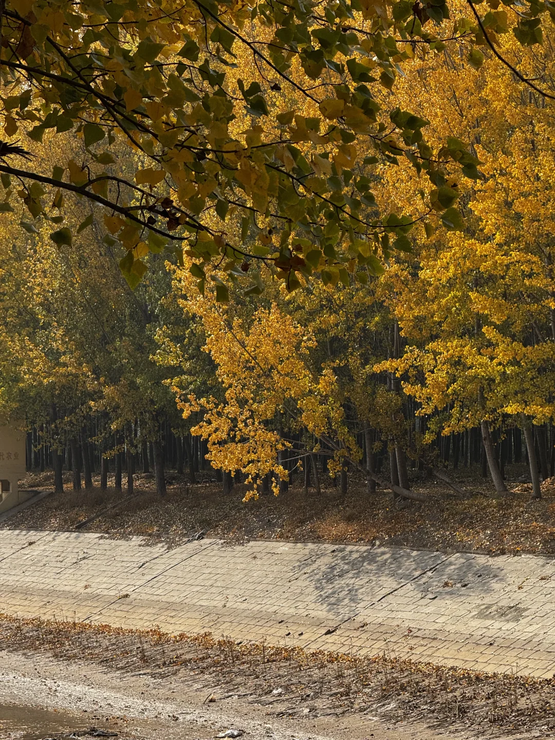打卡聊城秋天最佳观赏地🍂