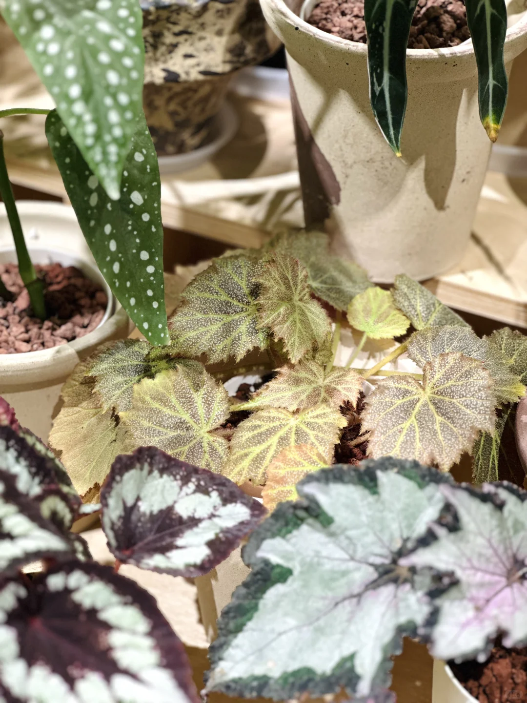 这位朋友在一堆妖艳秋海棠中脱颖而出