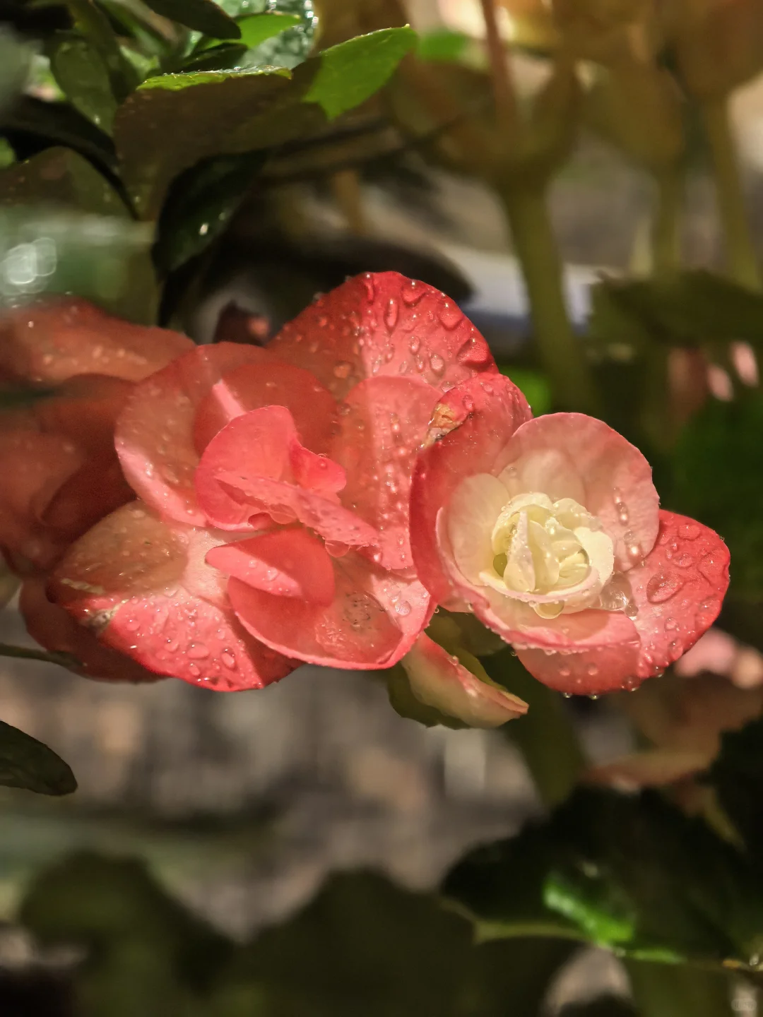 娇艳欲滴🌸🌼🌺