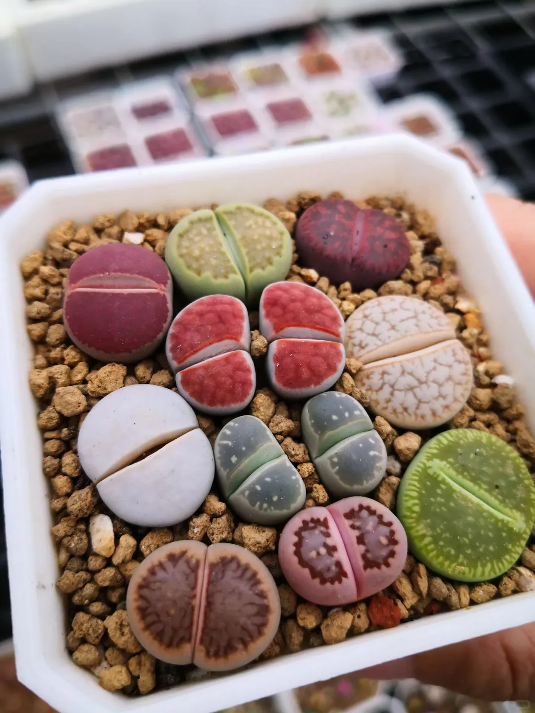 好喜欢这样组合，彩色娇艳