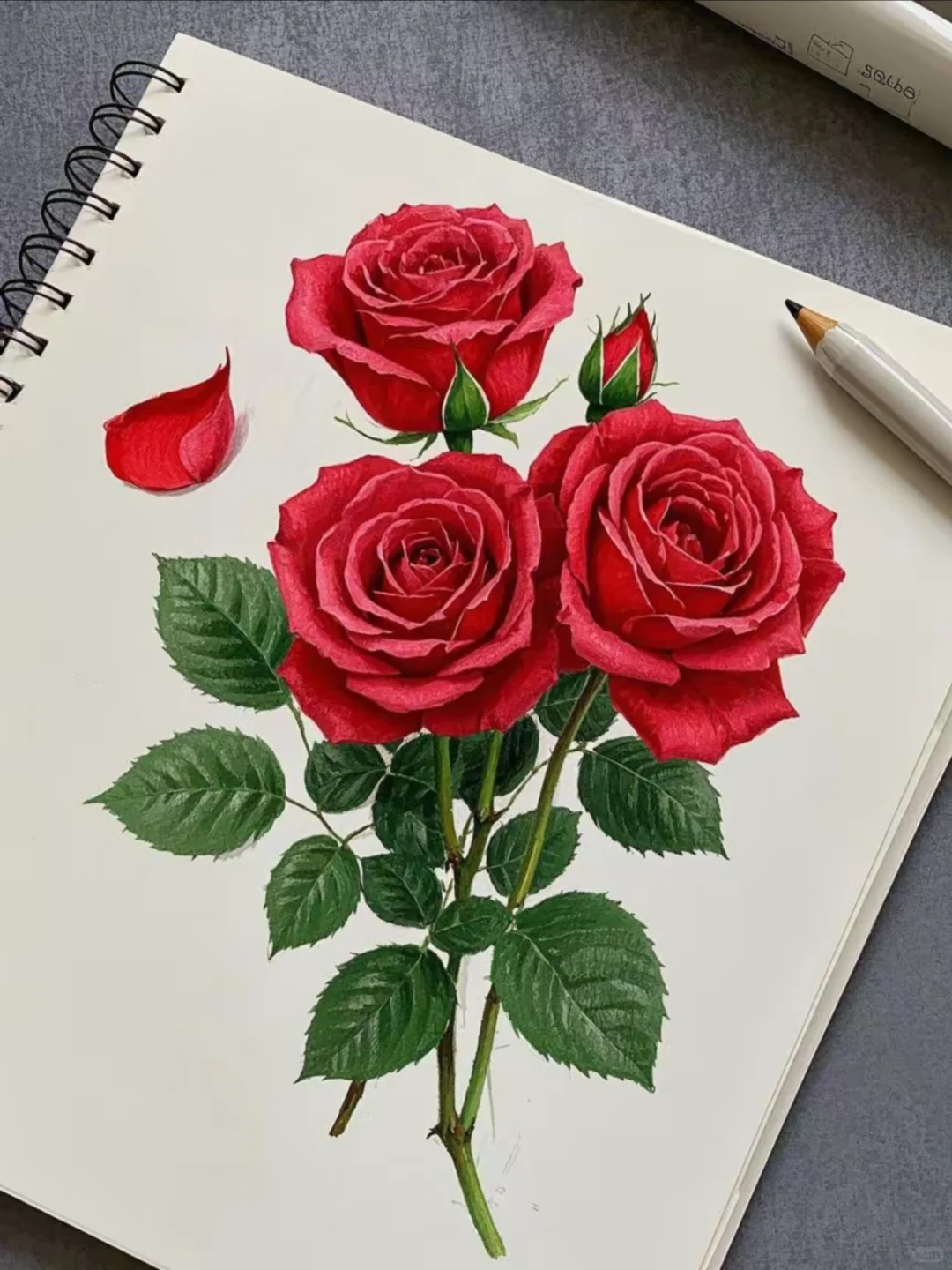 彩铅绘白纸上娇艳玫瑰