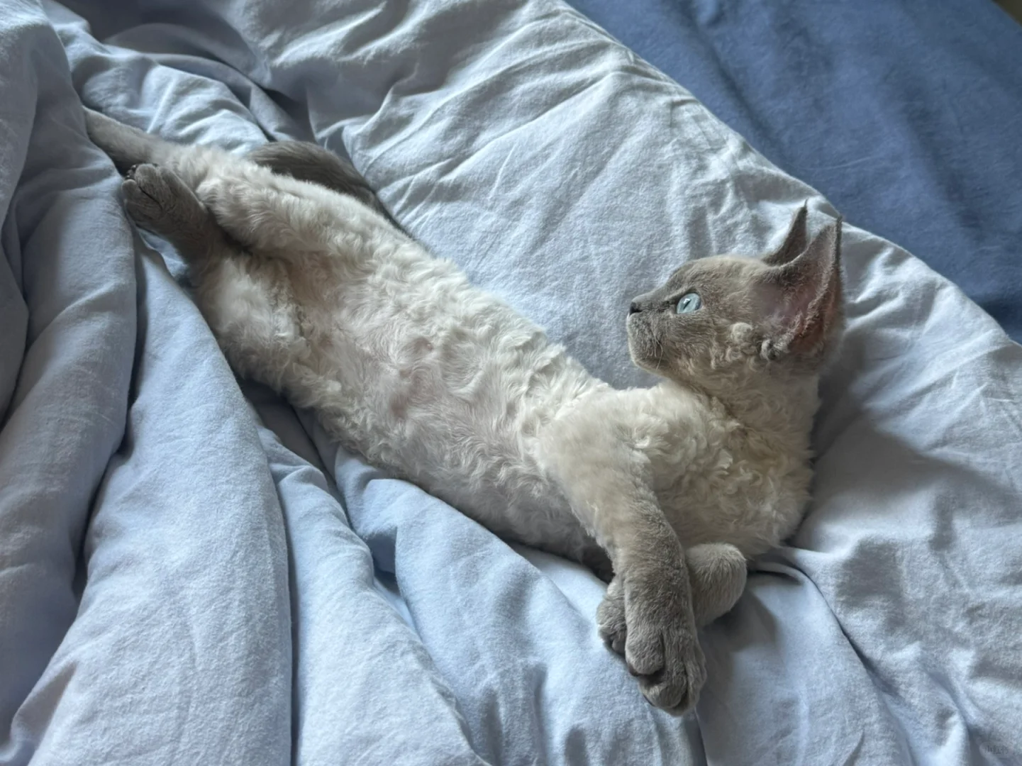 人，进来看美女 🐈‍