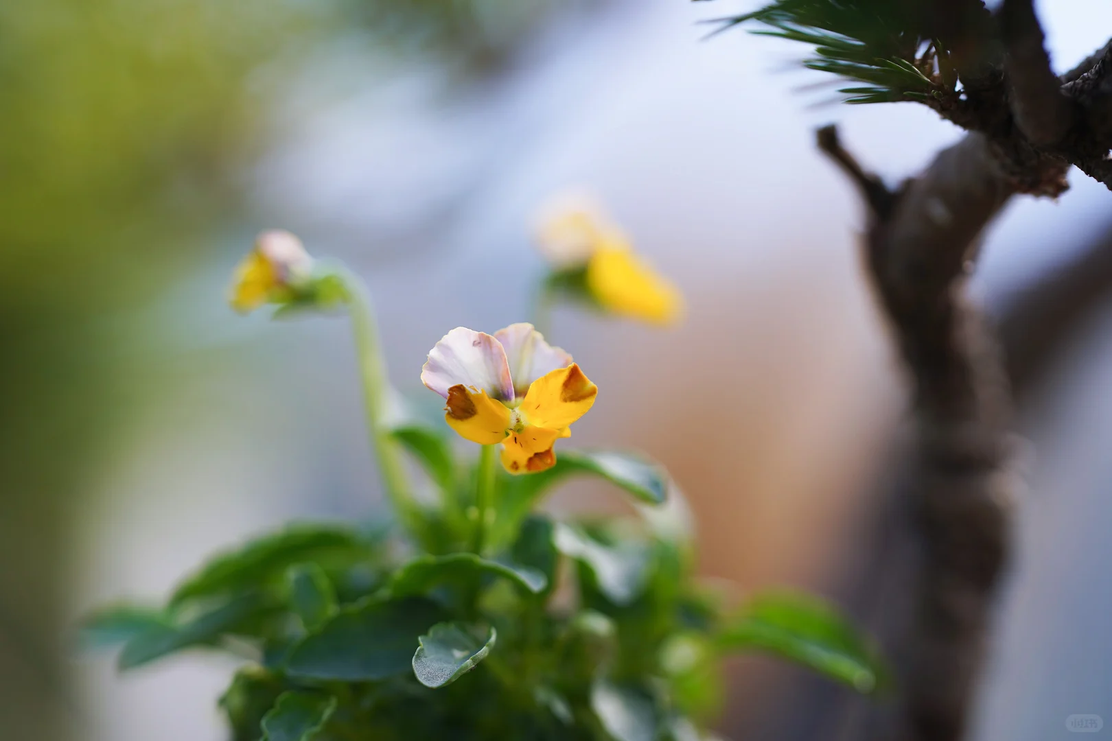 青之幻想和妖艳小花