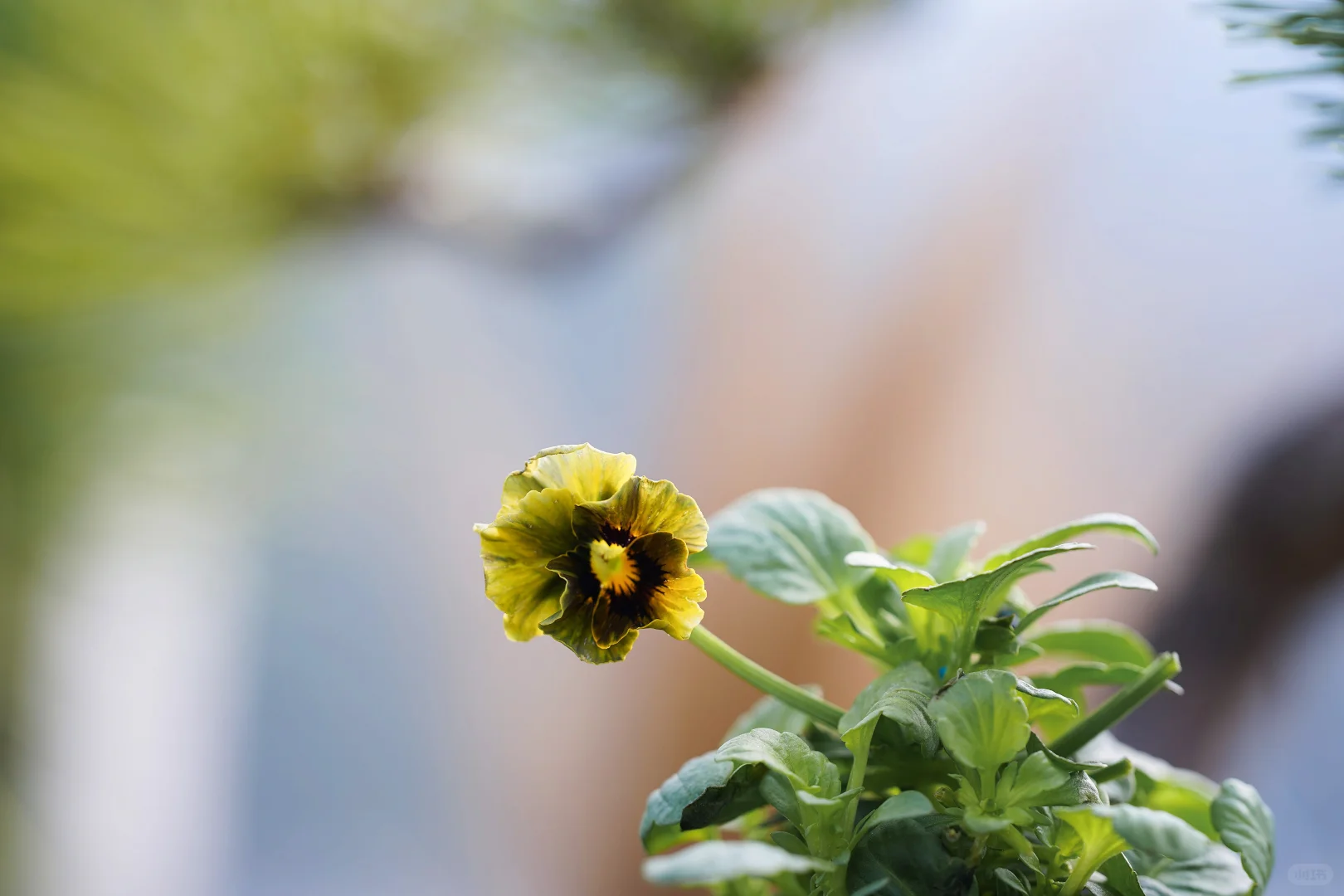 青之幻想和妖艳小花