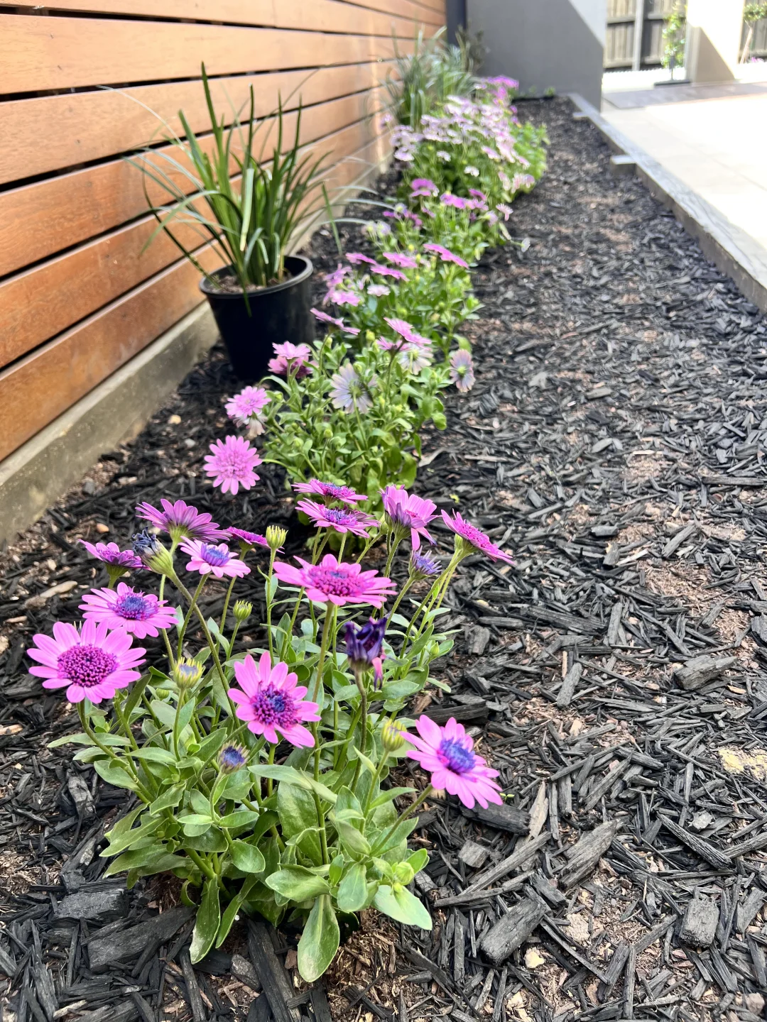 有妈妈在的日子，小花园格外的娇艳！