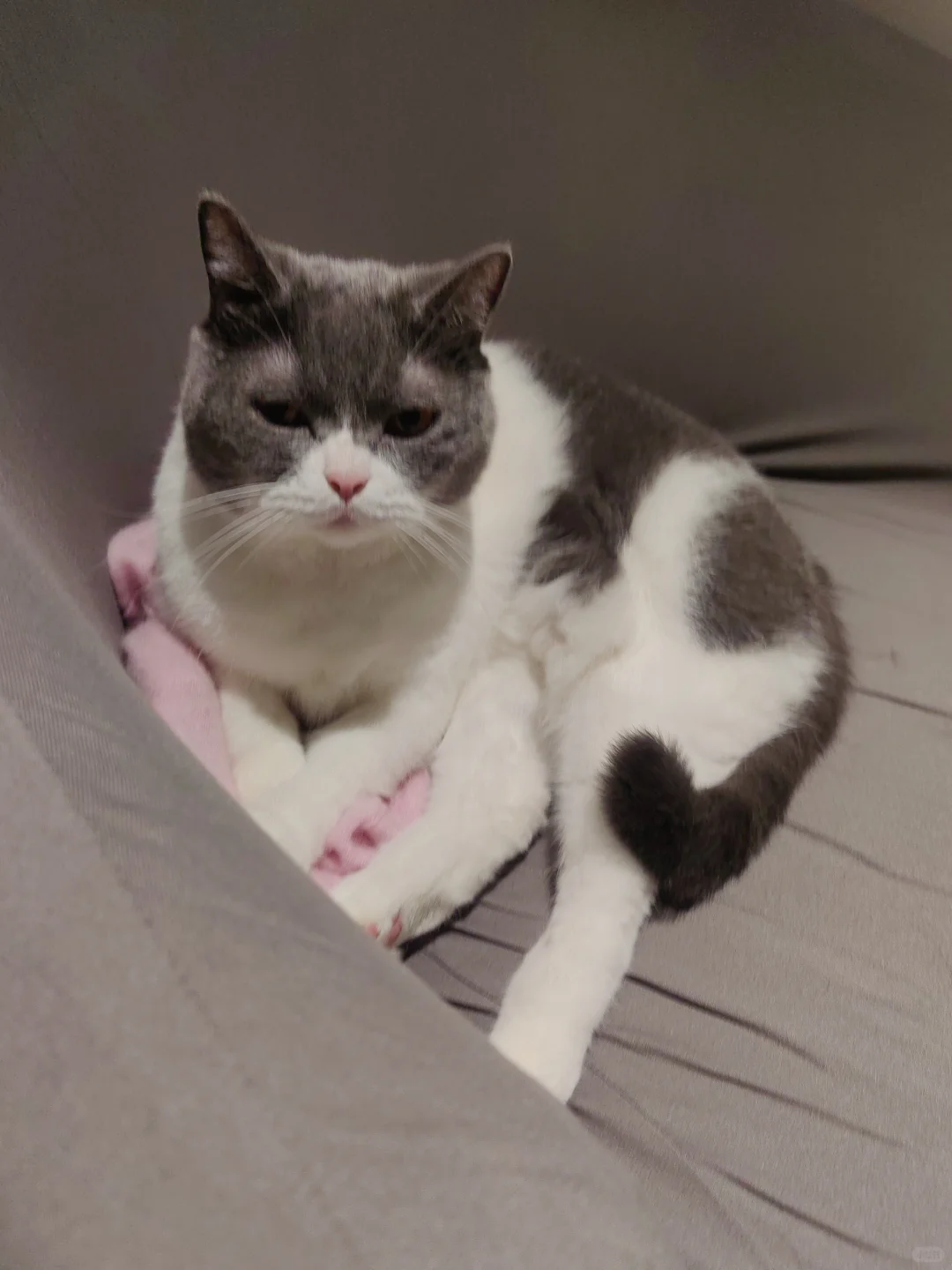 是一定一定要趴着衣服上的🤭