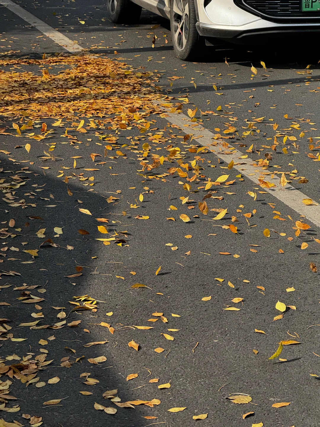 打卡聊城秋天最佳观赏地🍂