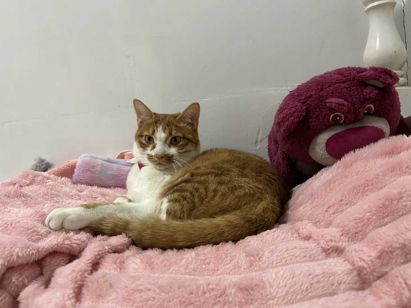 小猫睡觉也是妖娆