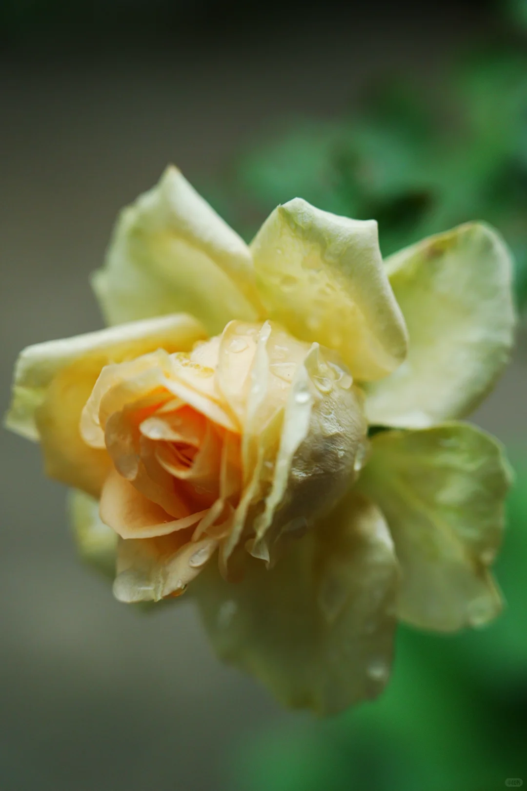 雨，未出门，拍自家的花～