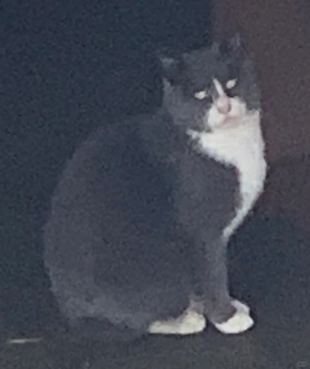 丰腴的贵妇。就差一条珍珠项链了。