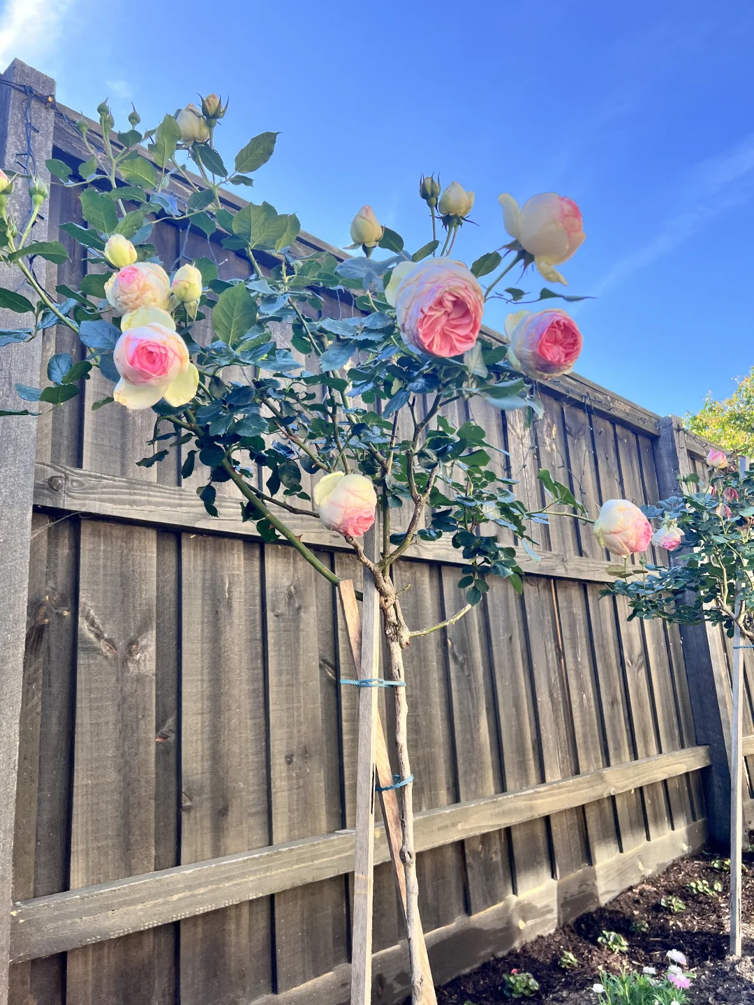 有妈妈在的日子，小花园格外的娇艳！