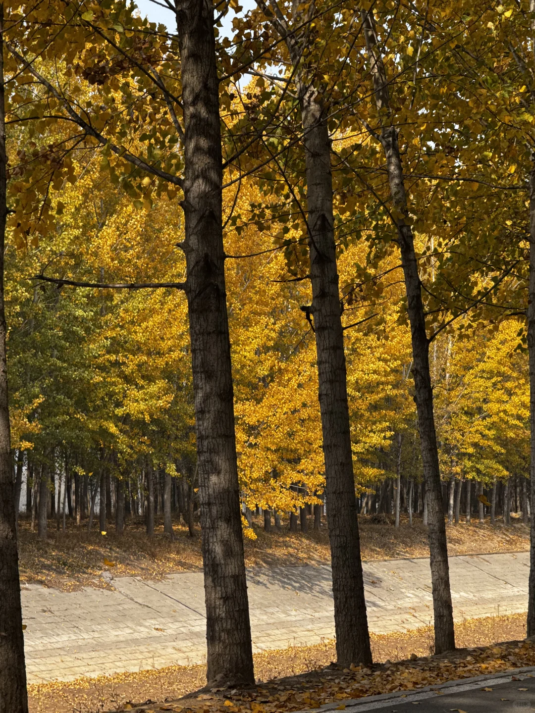 打卡聊城秋天最佳观赏地🍂
