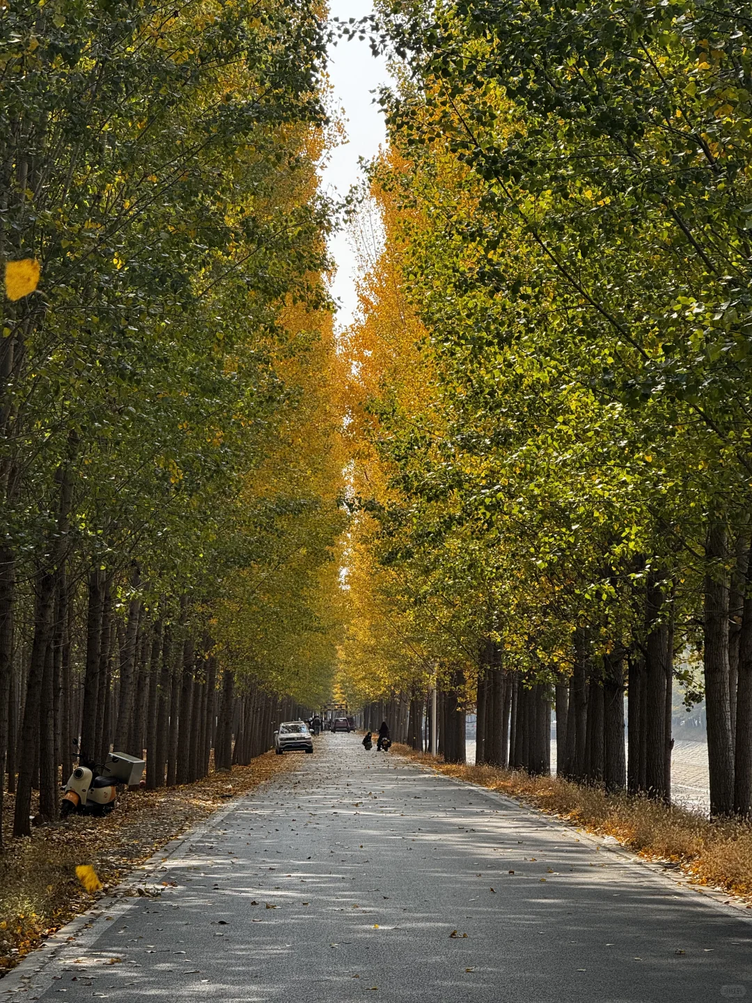 打卡聊城秋天最佳观赏地🍂