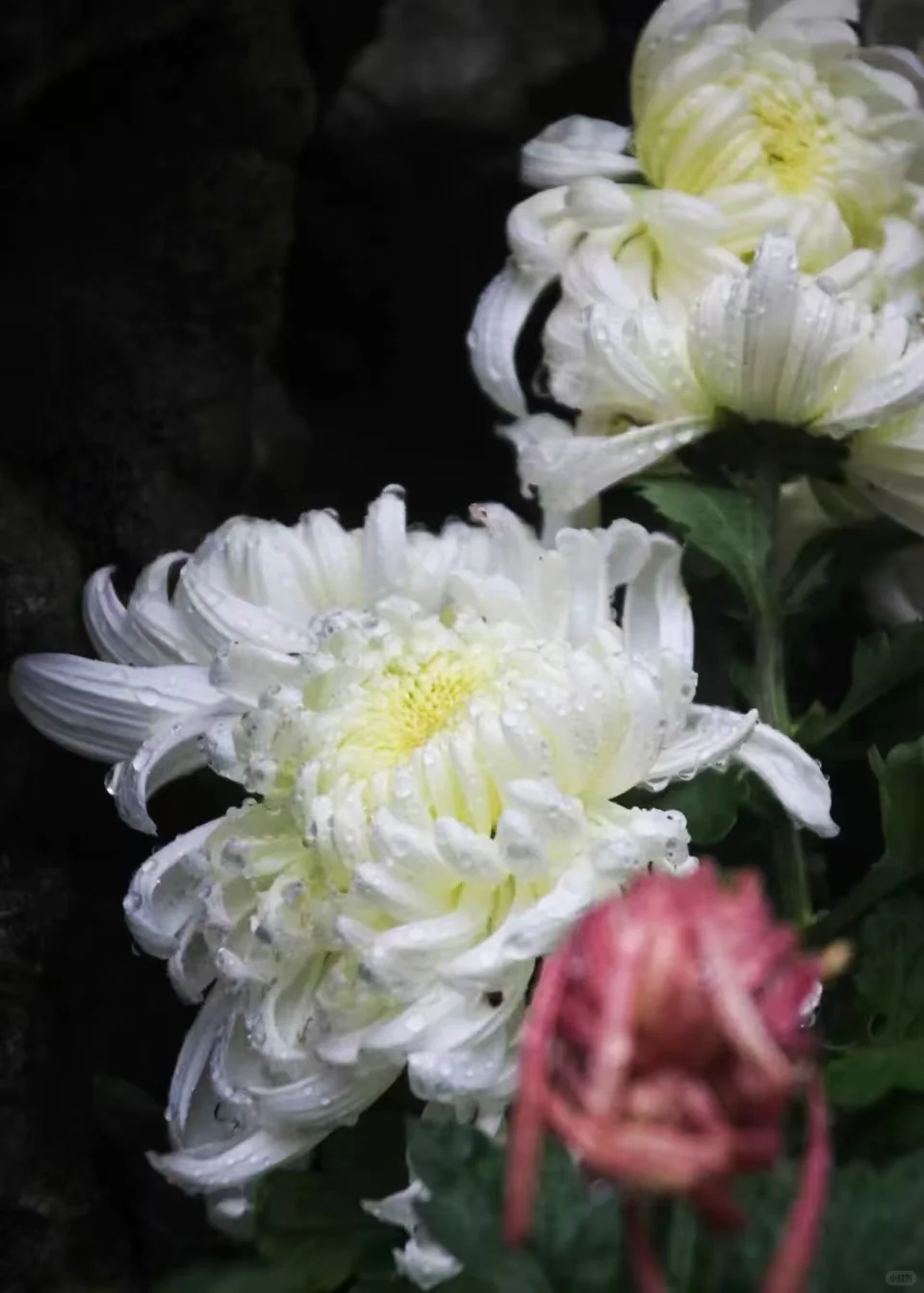 狮子林菊花展｜最是人间富贵花