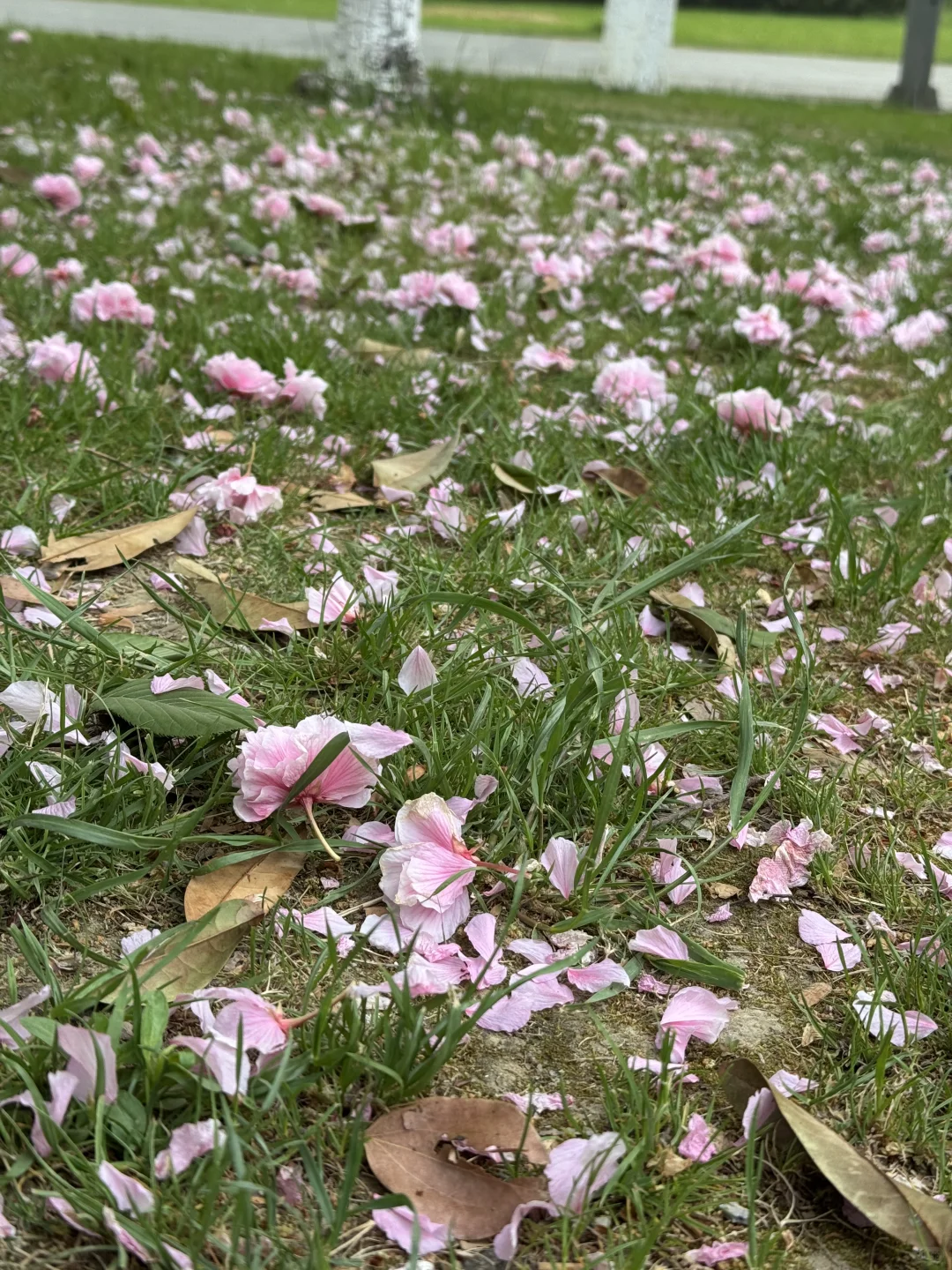 晨跑日记 | 当跑步从坚持变成肌肉记忆