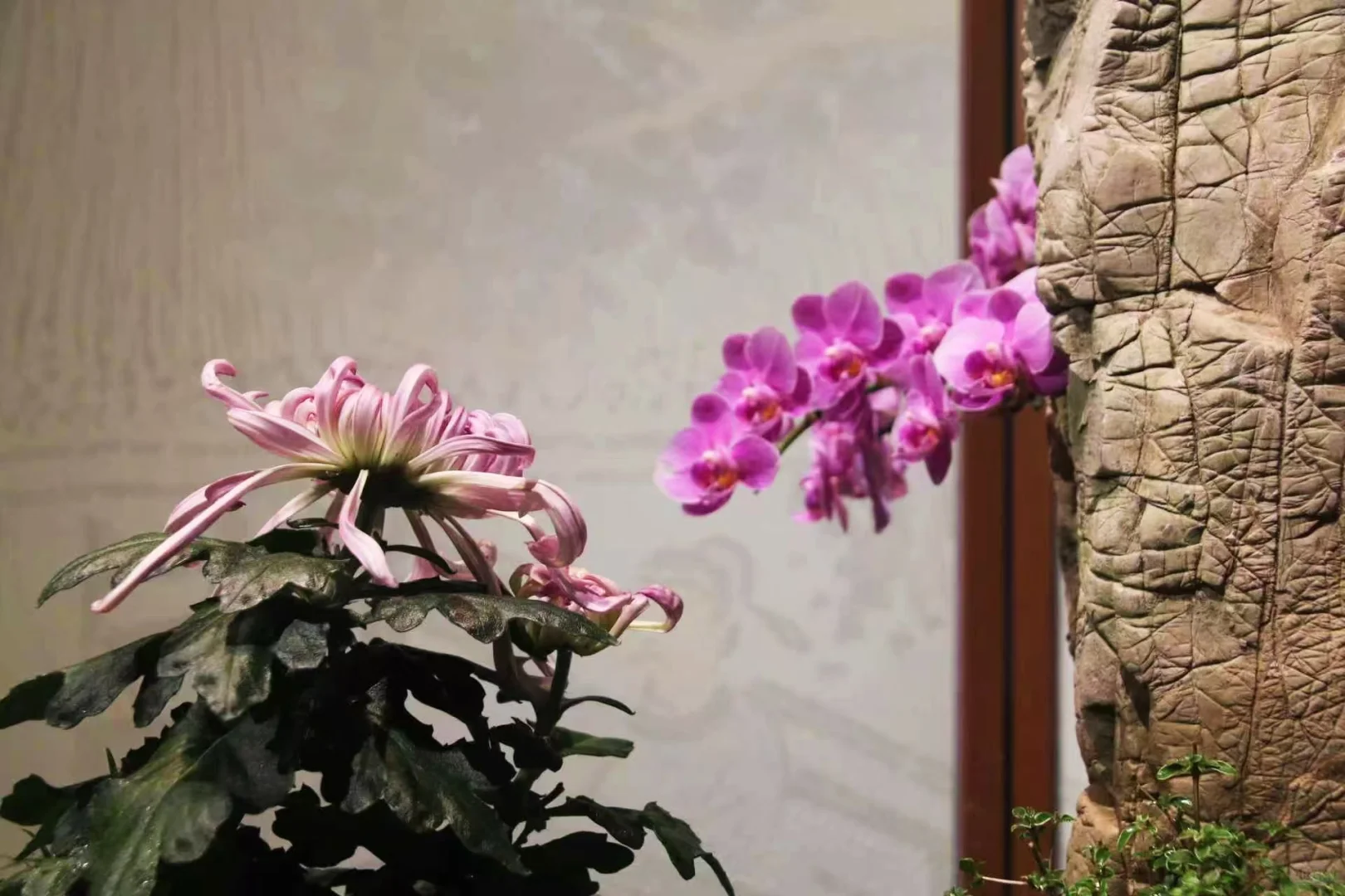 狮子林菊花展｜最是人间富贵花