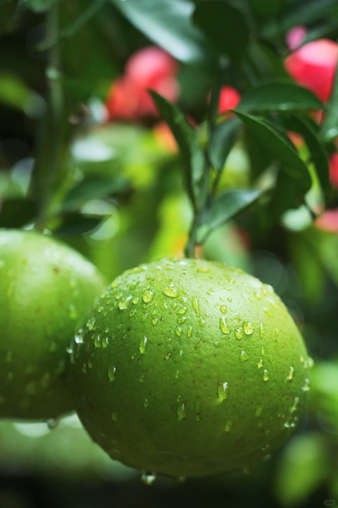 雨，未出门，拍自家的花～