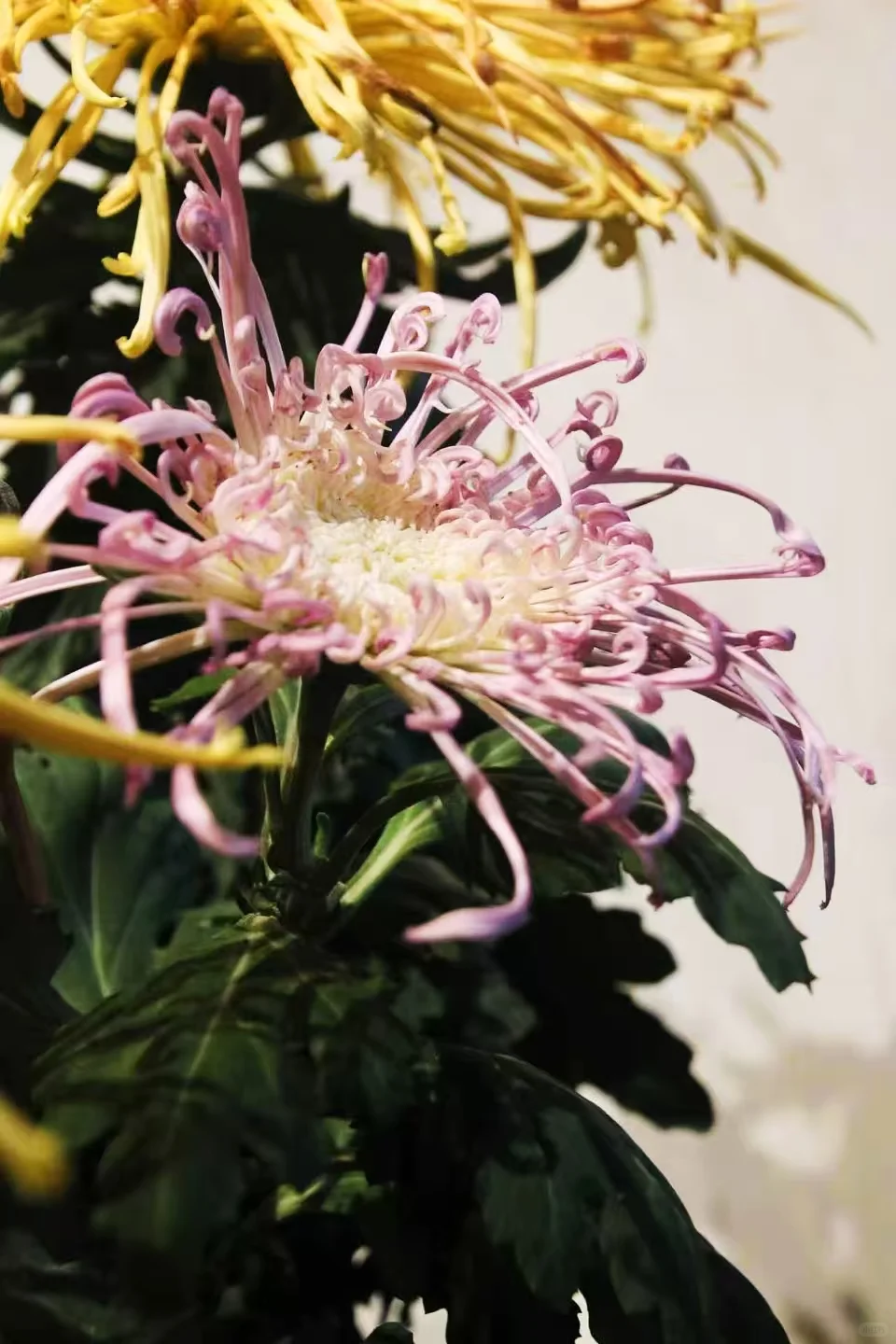 狮子林菊花展｜最是人间富贵花