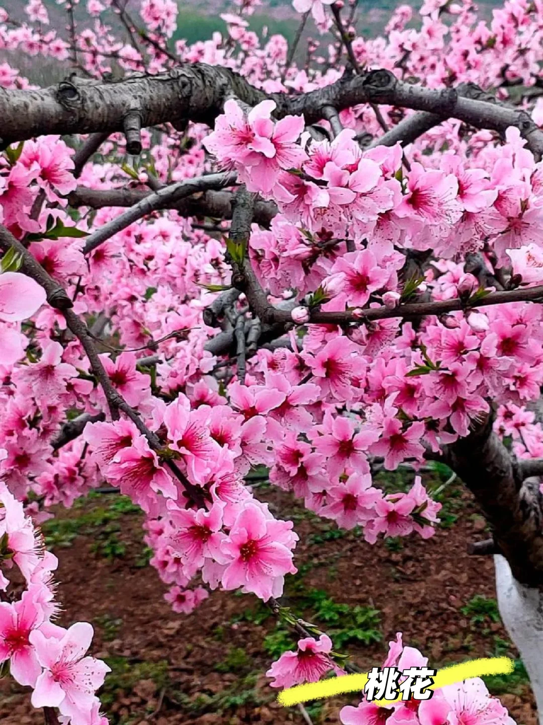 樱、桃、梨、李、杏/5款春季姐妹花