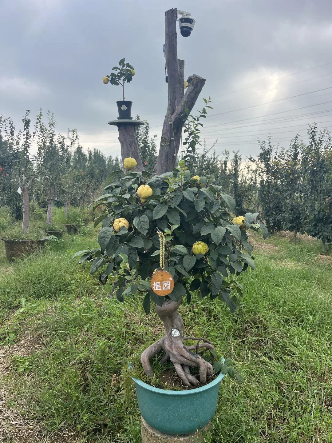 我家小院子里的榅桲树