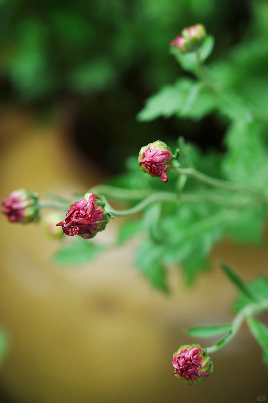 雨，未出门，拍自家的花～