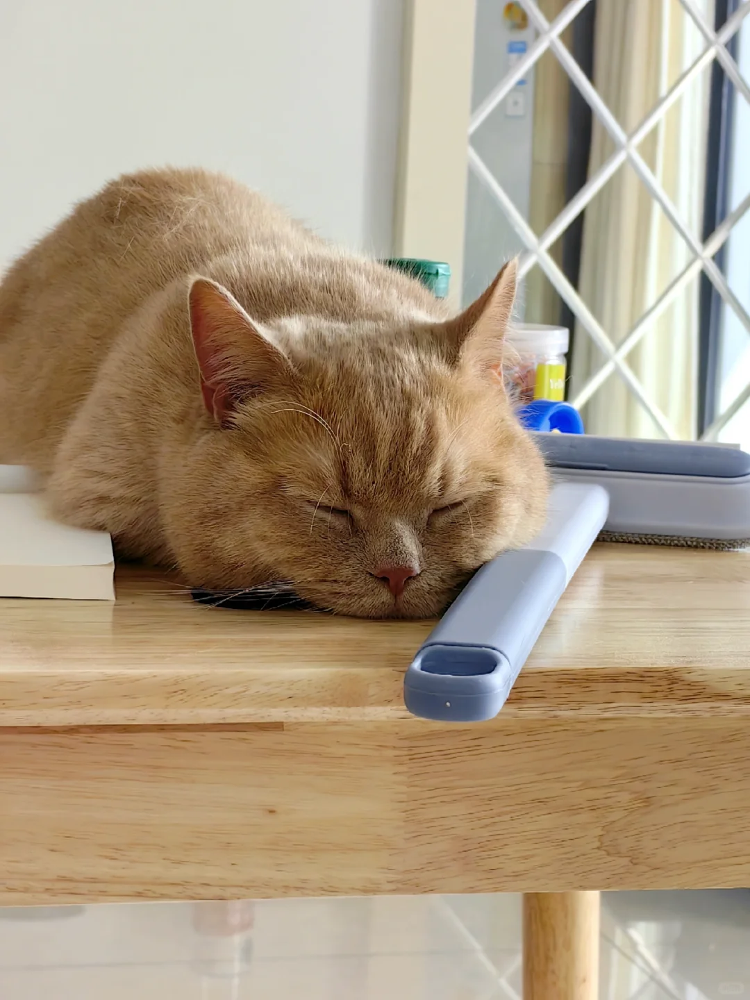 嘘🤫猫猫睡着啦