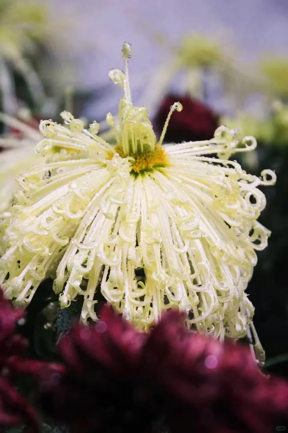 狮子林菊花展｜最是人间富贵花