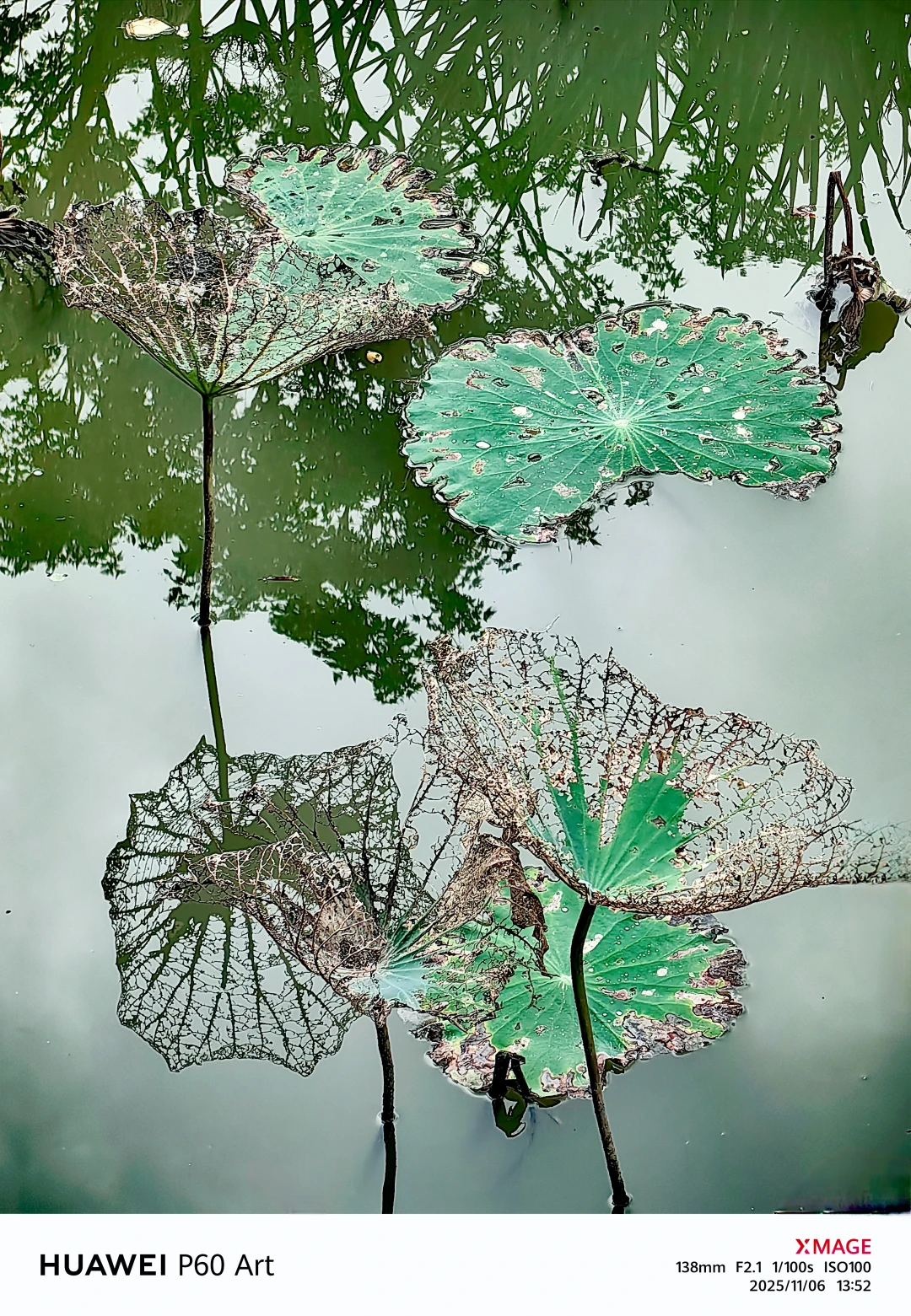 秋日的残荷秋日的残荷虽然没有夏日荷花那