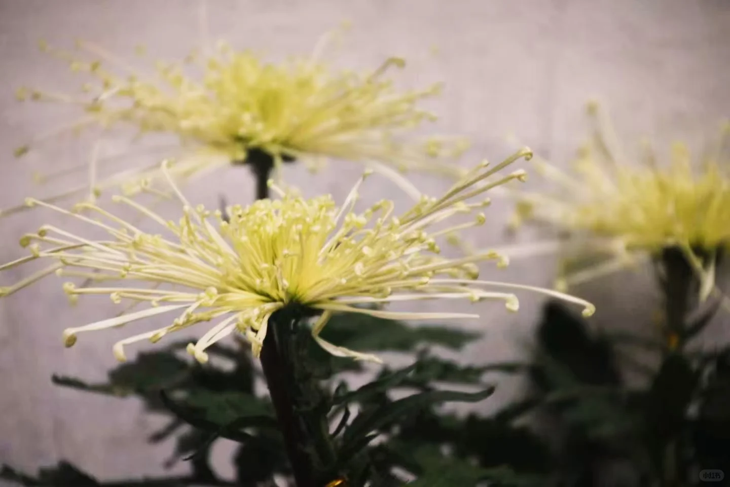 狮子林菊花展｜最是人间富贵花